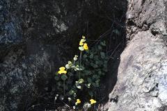 Erythranthe glaucescens