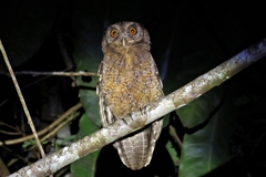 Megascops watsonii usta