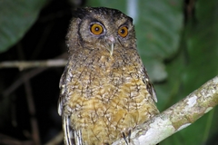 Megascops watsonii usta