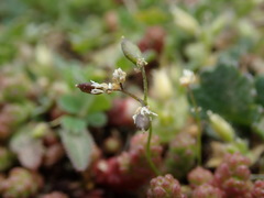 Draba verna