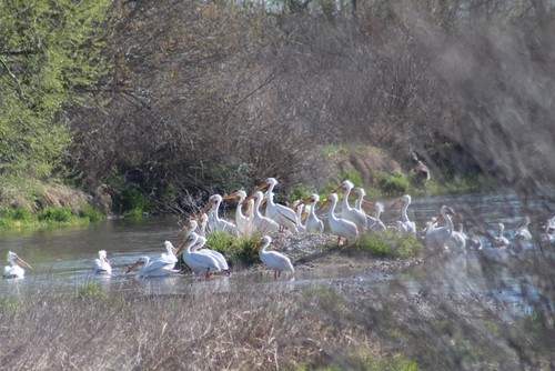 American White Pelican photographed in Idaho