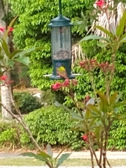 Passerina ciris ciris