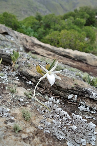 Angraecum rutenbergianum, photograph 1