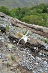 Angraecum rutenbergianum