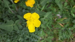 Ranunculus ollissiponensis