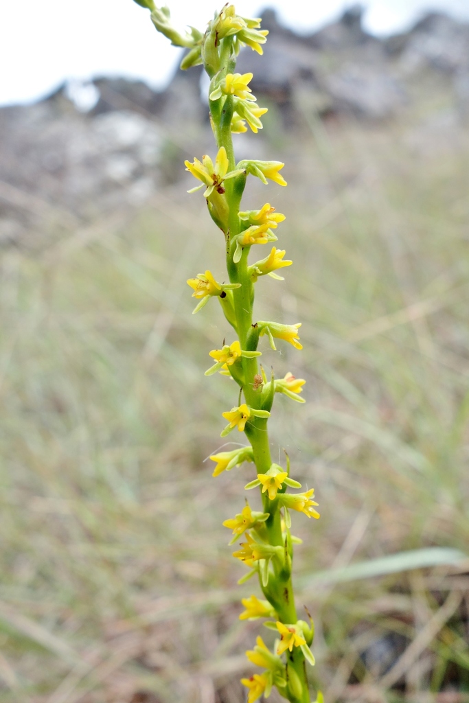 Benthamia flavida