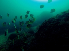 Johnrandallia nigrirostris