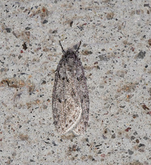 Semioscopis megamicrella
