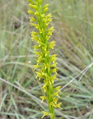 Benthamia glaberrima