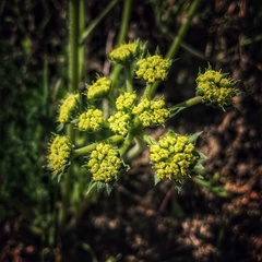 Lomatium californicum