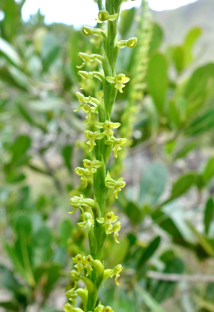 Benthamia rostrata