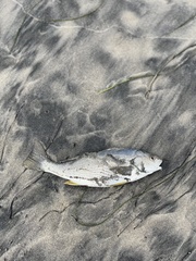 Umbrina roncador