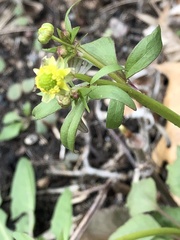 Ranunculus abortivus