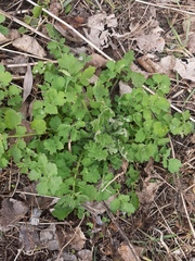 Chelidonium majus