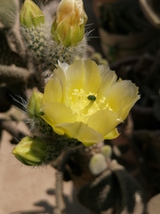 Opuntia rufida