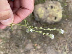Cryptantha wigginsii