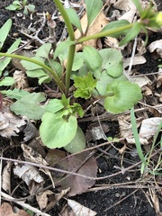 Ranunculus abortivus