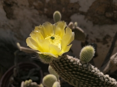 Opuntia rufida