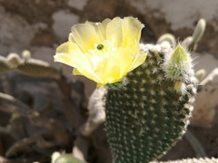 Opuntia rufida