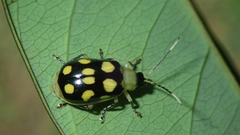 Diabrotica regalis