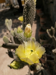 Opuntia rufida
