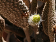 Opuntia rufida