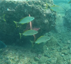 Haemulon steindachneri