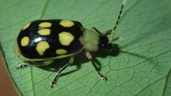 Diabrotica regalis