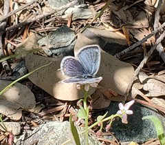 Cupido amyntula