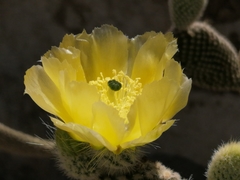 Opuntia rufida