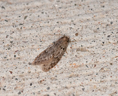 Semioscopis megamicrella