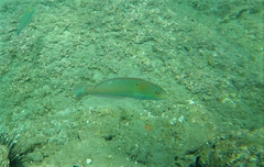 Halichoeres dispilus