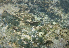 Ophioblennius steindachneri