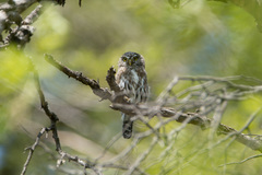 Glaucidium peruanum