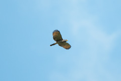 Rupornis magnirostris