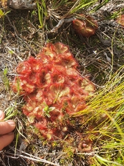 Drosera cuneifolia