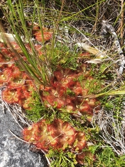 Drosera cuneifolia