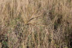 Eustachys paspaloides