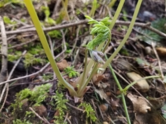 Dicentra formosa formosa