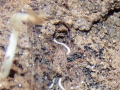 Macrosternodesmidae