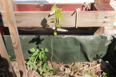 Prunus