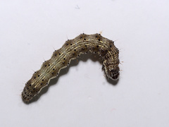 Helicoverpa armigera