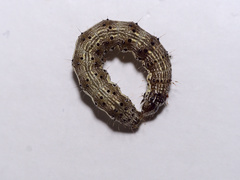 Helicoverpa armigera