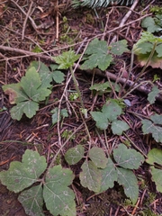 Tiarella trifoliata trifoliata