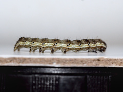 Helicoverpa armigera
