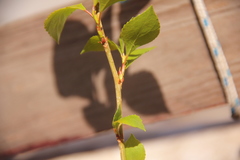 Prunus