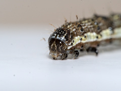 Helicoverpa armigera