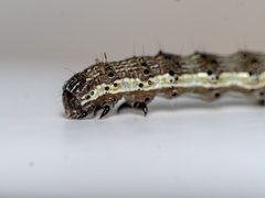 Helicoverpa armigera
