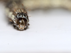 Helicoverpa armigera