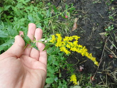 Solidago